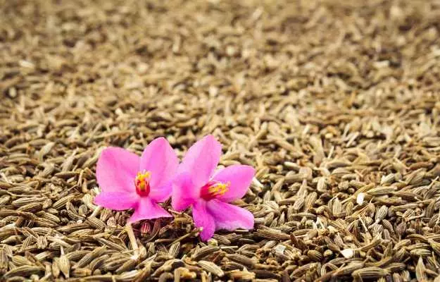 க ம ன வ த கள ஜ ரகம நன ம கள பயன கள மற ற ம பக க வ ள வ கள Cumin Seeds Jeera Benefits Uses And Side Effects In Tamil