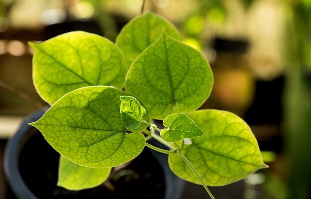 Patha plant: benefits, uses and side effects