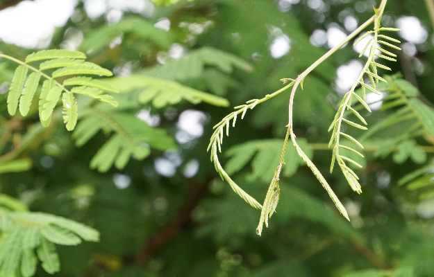 Khadira Black Catechu Benefits How To Use Dosage And Side Effects